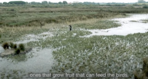 Kas jahimehed on keskkonna vaenlased või liitlased?