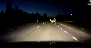 „Rooli võimu“ saates uuriti millised on loomadega juhtunud liiklusõnnetuste tagajärjed