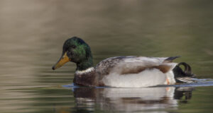 Ära toida veelinde, nad saavad ise hakkama