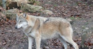 Sel sügisel pakub palju kõneainet meie rahvusloom