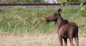 Jahimehed tahavad Eesti-Vene piirile ulukite läbipääse