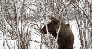 Põdraküttimise kokkuvõte