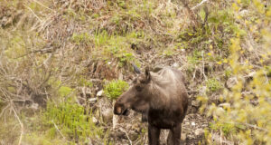 Emajões ulpivat põdra korjust ei soovi keegi minema viia