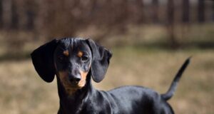 Lemmiklooma soetamisel tuleb olla tähelepanelik