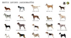 Valmis jahikoera plakat