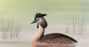 Selgusid aasta linnu tuttpüti parimad digijoonistajad