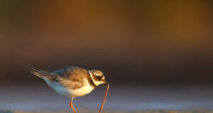 Eesti Loodus kutsub osalema loodusfotovõistlusel