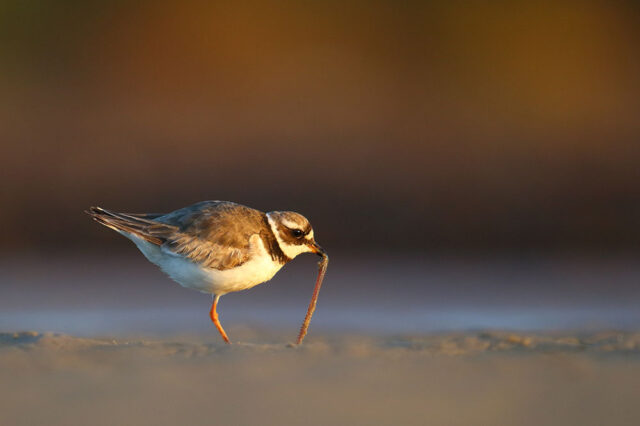 liivatyll_ussikest_sikutamas