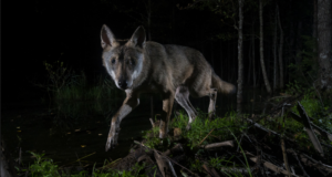 Looduse aasta foto võitis Aare Udrase hundipilt