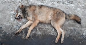 Tabiveres jäi hunt auto alla