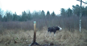Vääna Jahiseltsi maadel liigub eripärane põder