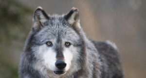 Biden plaanib hunti kaitsta