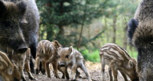 Harju maakonnas leiti SAK viirus