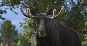 Novembris toimub kütitud põtrade vanuste määramine ja bioproovide kogumine