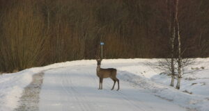 Pirital liigub kolmejalgne metskits