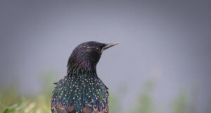 Ornitoloogiaühing kutsub püüdma kuldnoka laulu