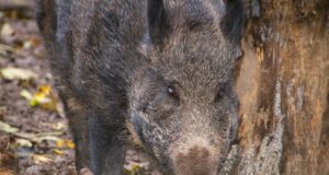 Saksamaal on seakatku nakatunuid juba 480