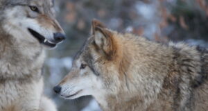 Norras peatati hundijaht