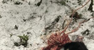 Traagiline õnnetus Viljandimaal