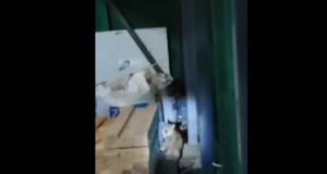 VIDEO! Tartus liigub ringi ilves