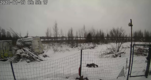 VIDEO: Kose vallas liigub ringi kärntõves kährik