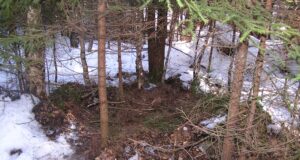 Mida emakaru talvel teeb ja kus uneleb?