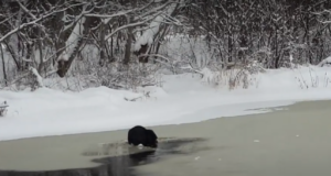 VIDEO: Kobras toimetas päise päeva ajal Jõgevamaal
