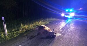 Riik teab ohtlikke kohti, kus loomad teele jooksevad