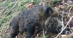 Loodi esimene tõhus SAK vastane vaktsiin