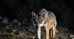 Lambakasvataja sügis: hundid söönud, lambad söödud