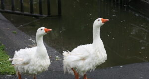 Lääne-Virumaal tuvastati lindude gripp