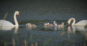 Lindude gripp jõudis Eestisse