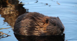 Kopraga hädas maaomanikud nõuavad tõhusamat jahti