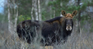 Selgus lõplik põtrade küttimismaht