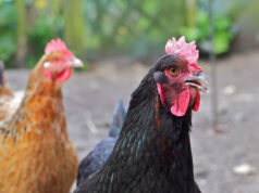 Eestis on linnugripi inimeselt inimesele levimise tõenäosus väga väike