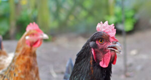 Üle-eestiline lindude sees pidamise nõue jääb kehtima