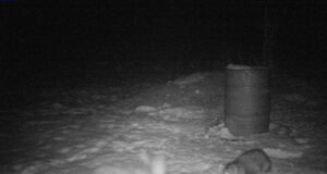 PILTUUDIS: Hundi ja kähriku kohtumine