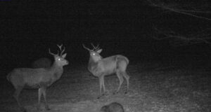 PILTUUDIS: Hirved on söödaplatsil koos kährikuga