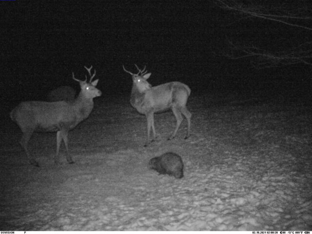 hirved ja kährik - massiaru