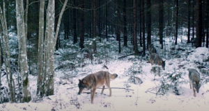 Keskkonnaagentuur tutvustab huntide eluviisi