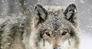 Hundid Paliveres (lisatud video)