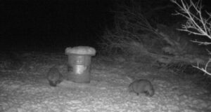 PILTUUDIS: Kährikud kohanevad külmakraadidega