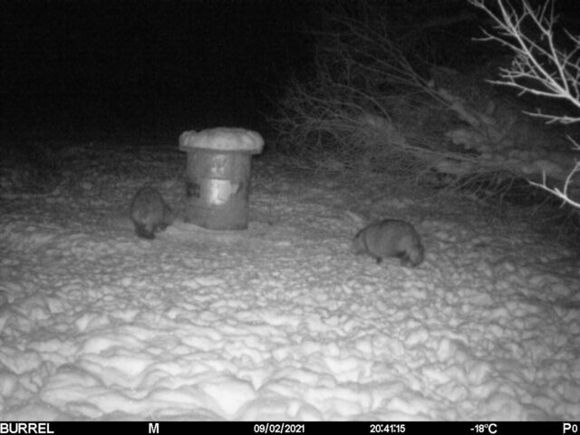 kährikud talvel - priit vahtramäe