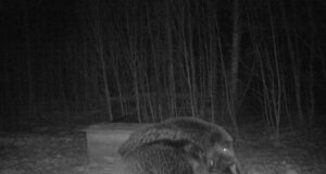 PILTUUDIS: kahe kuldi kohtumisest