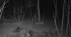 Mis on saanud triibikutest, kes sündisid augusti keskel?