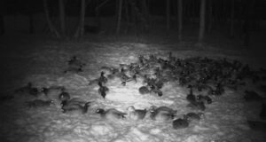 PILTUUDIS: Hoolimata külmast talvest pole kõik rändlinnud ära lennanud