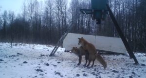 Rebastel on jooksuaeg