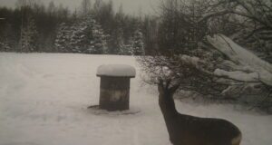 PILTUUDIS: Tänavu on soku sarvedel toimunud hargnemine varem