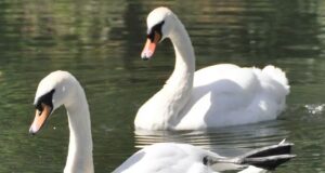 Põllumajandus- ja Toiduamet tegeleb aktiivselt hukkunud lindude kokku kogumisega