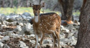 Euroopa Liit täiendab võõrliikide nimekirja